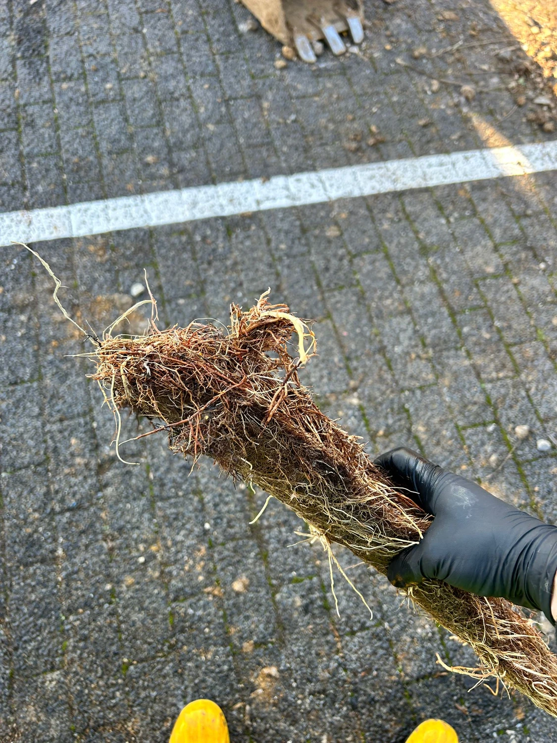 AKTIV Rohrreinigung - Wurzelentfernung